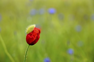 Corn poppy (Papaver rhoeas), Lower Rhine, North Rhine-Westphalia, Germany