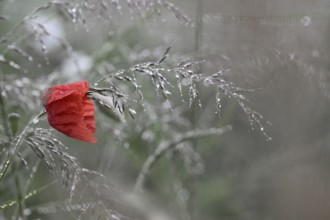 Corn poppy (Papaver rhoeas) in dew-covered grass, Lower Rhine, North Rhine-Westphalia, Germany