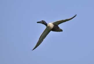 Flying drake of the shoveler (Anas clypeata) in front of a blue sky, Lower Rhine, North
