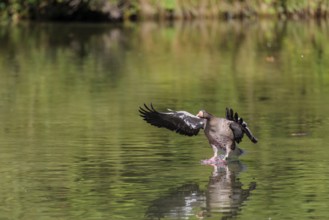 An adult greylag goose (Anser anser) lands on a lake on a sunny day. Bavaria, Germany