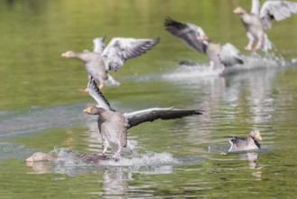 A flock of greylag geese (Anser anser) lands on a lake crowded with geese on a sunny day. One goose