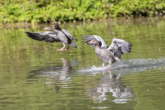 Two adult greylag geese (Anser anser) land on a lake on a sunny day. Bavaria, Germany
