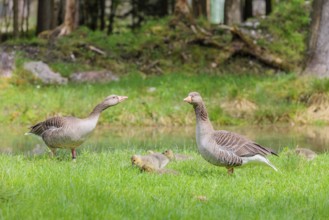 A couple of adult Greylag Goose (Anser anser) stands with their goslings on a green meadow.