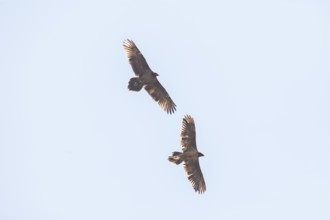 Bearded vulture (Gypaetus barbatus), Berchtesgaden, Alps, Bavaria, Germany
