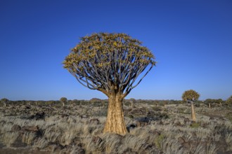 Quiver tree (Aloe dichotoma), quiver tree forest near Keetmanshoop, Karas Region, Namibia