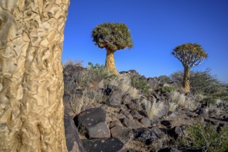 Quiver trees (Aloe dichotoma), quiver tree forest near Keetmanshoop, Karas Region, Namibia
