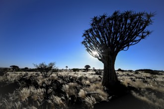 Quiver tree (Aloe dichotoma), blue hour, quiver tree forest near Keetmanshoop, Karas Region,