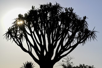 Quiver tree (Aloe dichotoma), blue hour, detail, quiver tree forest near Keetmanshoop, Karas