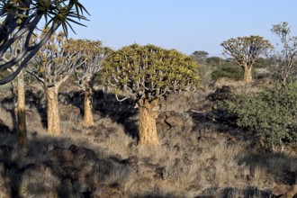 Quiver trees (Aloe dichotoma), quiver tree forest near Keetmanshoop, Karas Region, Namibia