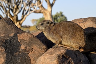Klippschliefers (Procavia capensis), desert dormice or Klippdachs in the quiver tree forest near
