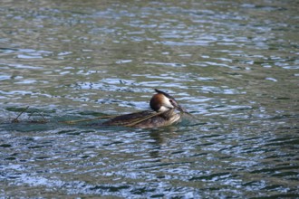 Great crested grebe (Podiceps ribbonfish) on a lake, summer, Germany