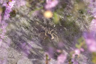 Blooming heather, labyrinth spider, summer, Germany