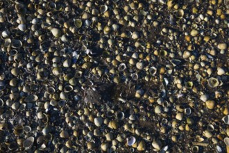 Close-up of numerous small shells on a pebble beach, Otroya or Otrøya Island, Møre og Romsdal,