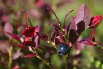 Close-up of ripe bilberry or blueberry (Vaccinium myrtillus) with autumnal red coloured leaves,