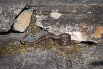 Large adder (Vipera berus) on rocks in the sun, Otroya or Otrøya island, Møre og Romsdal, Norway