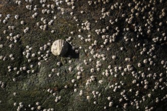 Limpet and barnacles (Patella vulgata, Semibalanus balanoides), rocks by the sea, Otroya or Otrøya