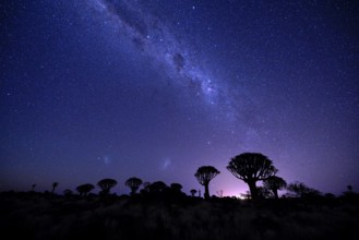 Quiver trees (Aloe dichotoma) under the starry sky, quiver tree forest near Keetmanshoop, Karas