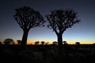 Quiver trees (Aloe dichotoma), blue hour, quiver tree forest near Keetmanshoop, Karas Region,