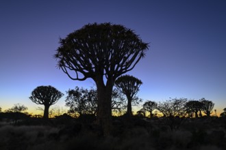 Quiver trees (Aloe dichotoma) under the starry sky, quiver tree forest near Keetmanshoop, Karas