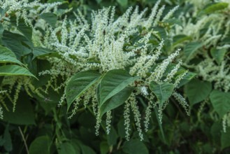 Flowering Japanese Knotweed (Fallopia Japonica), an invasive piece in a forest clearing in Ystad,