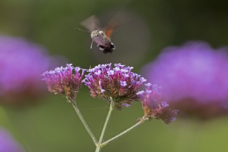 Butterfly, pigeon tail (Macroglossum stellatarum), also known as hummingbird butterfly or