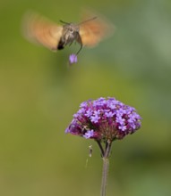 Butterfly, pigeon tail (Macroglossum stellatarum), also known as hummingbird butterfly or