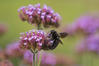 Wood bee (Xylocopa), Purpletop vervain (Verbena bonariensis), Burgstemmen, Nordstemmen, Lower