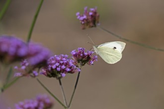 Butterfly, Cabbage butterfly (Pieris brassicae), Purpletop vervain (Verbena bonariensis),