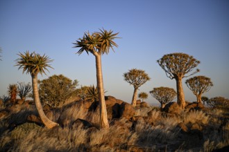 Quiver trees (Aloe dichotoma), quiver tree forest near Keetmanshoop, Karas Region, Namibia