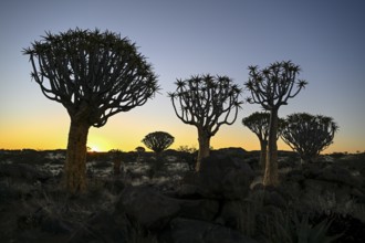 Quiver trees (Aloe dichotoma), blue hour, quiver tree forest near Keetmanshoop, Karas Region,