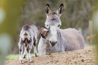 Friendship without borders. A domestic donkey (Equus asinus) and a Tauernschecke goat (Capra