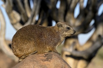 Klippschliefers (Procavia capensis), desert dormice or Klippdachs in the quiver tree forest near
