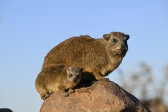 Klippschliefer (Procavia capensis), Desert hippopotamus or Klippdachse in the quiver tree forest