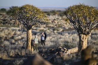 Tourists taking photos in front of quiver trees (Aloe dichotoma), quiver tree forest near