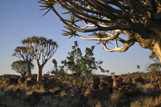 Quiver trees (Aloe dichotoma), quiver tree forest near Keetmanshoop, Karas Region, Namibia