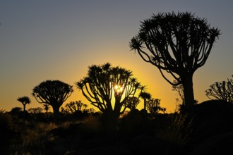 Quiver trees (Aloe dichotoma) in first daylight, quiver tree forest near Keetmanshoop, Karas