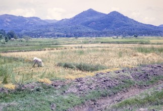Rice cultivation paddy fields rural farming agriculture countryside area, Penang, Penang Island,