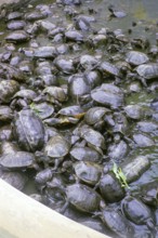 Turtles in pool at Kek Lok Si Temple, Pulau Pinang, Malaysia Penang, Penang Island, Malaya,