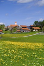 Dandelion meadows near Wackersberg, Upper Bavaria, Bavaria, Germany