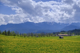 Dandelion meadows near Wackersberg, Upper Bavaria, Bavaria, Germany