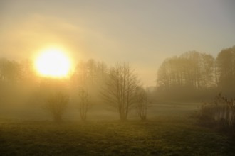 Morning atmosphere, fog at the Fischhof, Tirschenreuth, Upper Palatinate, Bavaria, Germany