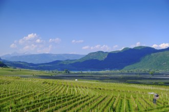 Vines with South Tyrolean Wine Route, Tramin, Wine Route, South Tyrol, Italy
