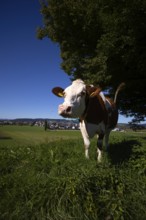 Dairy cow, cow, plagued by flies, mosquitoes, in the background Ettiswil, Canton Lucerne,
