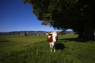 Dairy cow, cow, in the background Ettiswil, Canton Lucerne, Switzerland