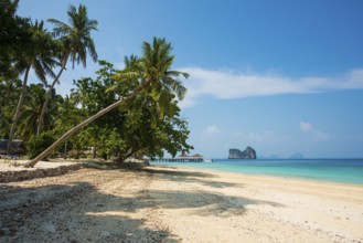 White sandy beach and coconut palms, Sunrise Beach, Koh Great white shark, Ko Ngai, Krabi Province,