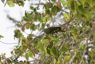 Green pigeon, Sunrise Beach, Koh Hai, Ko Ngai, Krabi Province, Trang, Southern Thailand, Andaman