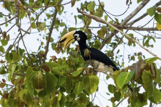 Hornbill, Sunrise Beach, Koh Hai, Ko Ngai, Krabi Province, Trang, Southern Thailand, Andaman Sea,