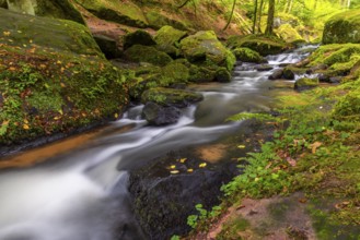 Stream through moss-covered stones, bracken fern (Pteridium aquilinum), Leptosporangiate ferns