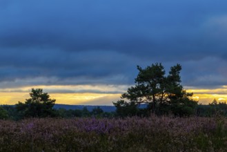 Heather (Erica vulgaris) Heather family (Ericaceae), Pine (Pinus), Mehlinger Heide, Pfläzerwald,