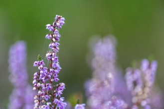 Heather (Erica vulgaris) Heather family (Ericaceae), Mehlinger Heide, Pfläzerwald,